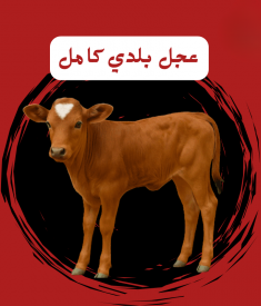 عجل بلدي كامل